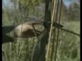 Legendary Whitetails Monster Buck Mel Johnson - RARE hunting
