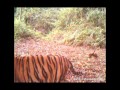 Sumatran tiger and cubs in Bukit Tiga Puluh - Rimbang Baling Wildlife Corridor