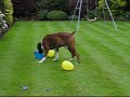 Boxer  Dog And Balloons!