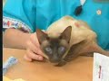 veterinaria   vacunacion perros y gatos adultos