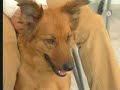veterinaria   vacunacion perros y gatos adultos