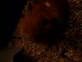 Pointee the Bolton Guinea pig likes the camera