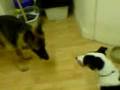 scrappy & bracken