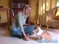 How to Train Puppies : Teach Your Puppy to Stay