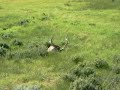 Male Elk