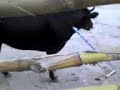 toros en ituango                 los enanitos toreros