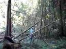 Felling five trees at once Felling five trees at once