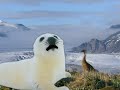 Baby Seal - Kiss from a Rose Baby Seal - Kiss from a Rose