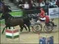 OTP Bank Lovas Világkupa / Budapest Horse Show - Driving
