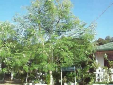 how to fertilize moringa