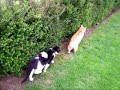 Tirou le chat boxeur et sans queue Tirou le chat boxeur et sans queue