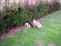 Tirou le chat boxeur et sans queue