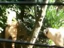 Kangal vs. Collie