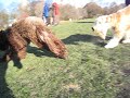 wally and stella wrestle and run