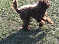 wally and stella wrestle and run