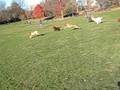 videos de wally and stella wrestle and run