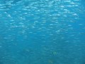 swimming with sea lions