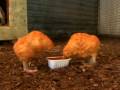 Banksy's Village Pet Store and Charcoal Grill in New York
