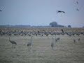 Dancing Cranes