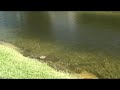 Dierfield - FL - Canal