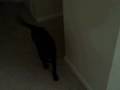 videos de Leonidas Eaton 2