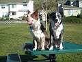 DOGS ON A PICNIC TABLE (Stupid Dog Trick #27)