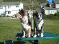 DOGS ON A PICNIC TABLE (Stupid Dog Trick #27)