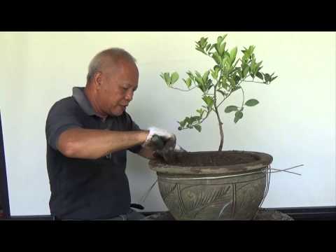 Bonsai Tutorials for Beginners: How to bonsai a Lemon tree from Nursery Stock.