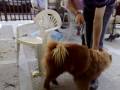 Köpek Bile Kime Ne Yapaca??n? Biliyo :D:D Köpek Bile Kime Ne Yapaca??n? Biliyo :D:D