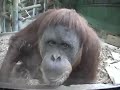 New Orangutan Exhibit Construction Begins