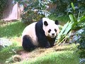 The Hong Kong Experience