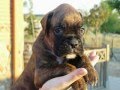 Hijos Rocky X Coco Chanel Hijos Rocky X Coco Chanel