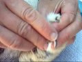 How to CUT or TRIM a rabbit or bunny's DARK toenails
