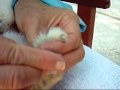 How to CUT or TRIM a rabbit or bunny\ How to CUT or TRIM a rabbit or bunny\