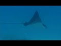 shark and ray in noumea manta l�opard requin