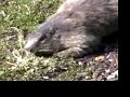Marmotte della Greina (Svizzera) Marmotte della Greina (Svizzera)