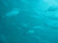 school of trevally.AVI