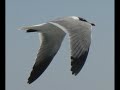 Secotan Hatteras Croatan Saponi Mattamuskeet Secotan Hatteras Croatan Saponi Mattamuskeet