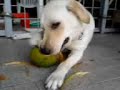 The 1st dog in the world-Labrador Chewing Coconut