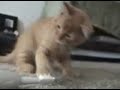 chats vs brosse a dent ... fight!!!! chats vs brosse a dent ... fight!!!!