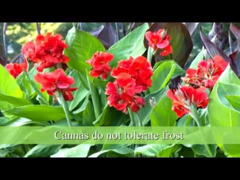 how to transplant bulbs in spring