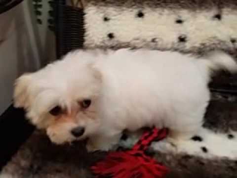 FLUFFY FEMALE MALTIPOO PUPPY!