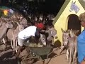 Donkey Sanctuary Bonaire