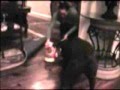 Labrador Retriever video