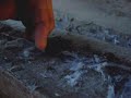 Herping with Dylan: Brown Recluse Spider Herping with Dylan: Brown Recluse Spider