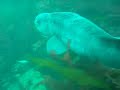 Wolf Eel