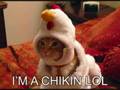 1 funny beaster video