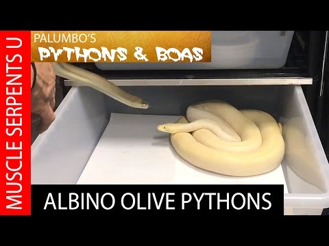 YouTube reptile video