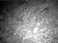 San Gabriel Gray Fox