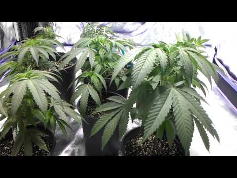how to grow lemon og kush